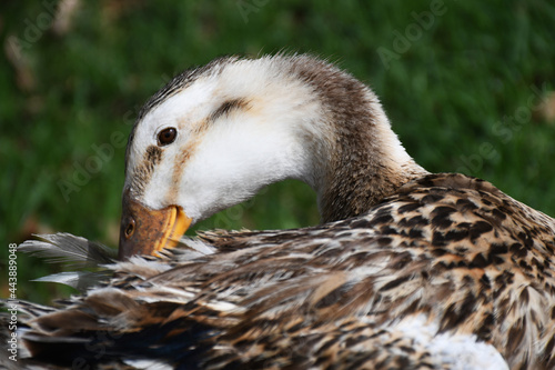 Duck beauty
