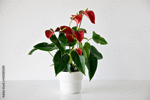 Red anthurium plant on white background