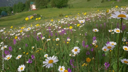 blooming summer meadow in Montenegro with camomile, walking through colorful wild alpine meadow field at sunset