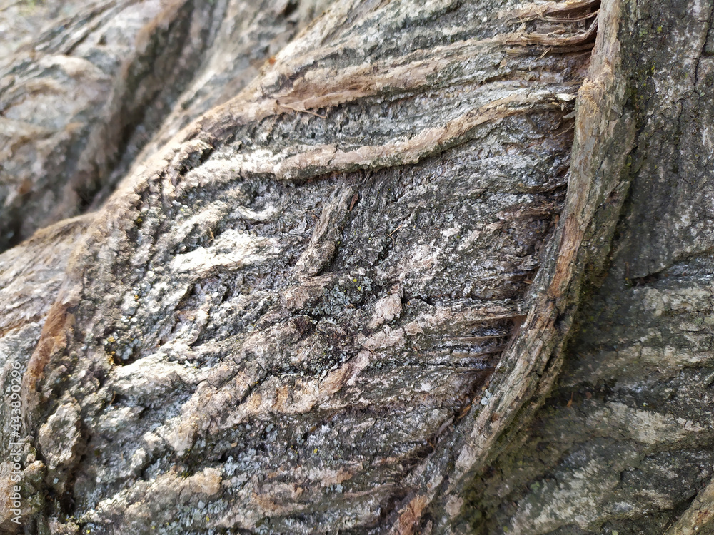 Tree bark with fine natural structures and patina of rough tree bark as natural and ecological background shows a beautiful in grey color tones as scars and protection against and habitat for insects Tree bark with fine natural structures and patina of rough tree bark as natural and ecological background shows a beautiful in grey color tones as scars and protection against and habitat for insects