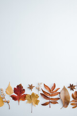 Autumn background, border of dried leaves on white