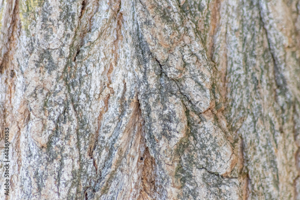 Obraz premium Tree bark with fine natural structures and patina of rough tree bark as natural and ecological background shows a beautiful in grey color tones as scars and protection against and habitat for insects