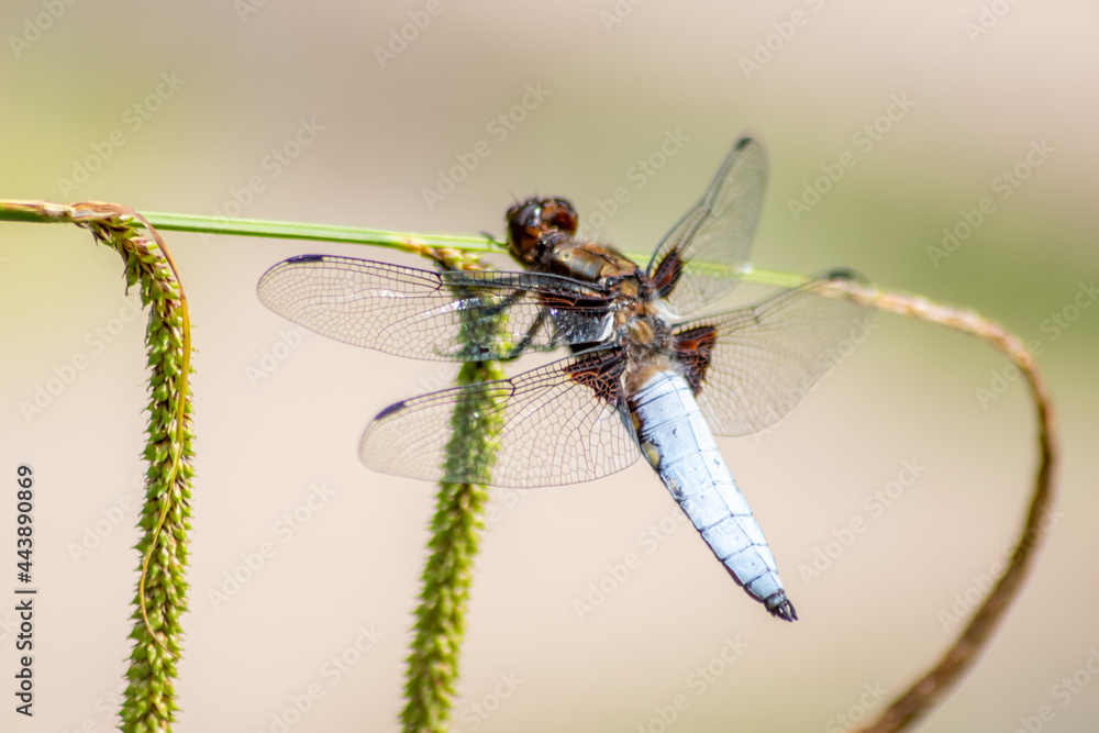 Macro of Odonata Libellula depressa with blue body as insect of the year 2001 and blue dragonfly as insect hunter and beneficial animal with filigree wings in close-up macro view at garden pond view Macro of Odonata Libellula depressa with blue body as insect of the year 2001 and blue dragonfly as insect hunter and beneficial animal with filigree wings in close-up macro view at garden pond view