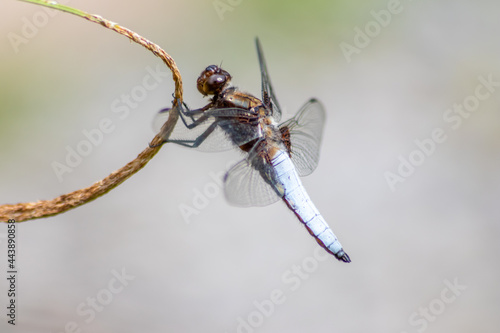Macro of Odonata Libellula depressa with blue body as insect of the year 2001 and blue dragonfly as insect hunter and beneficial animal with filigree wings in close-up macro view at garden pond view