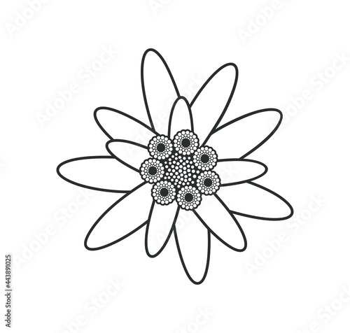 Edelweiss outline. Isolated edelweiss on white background