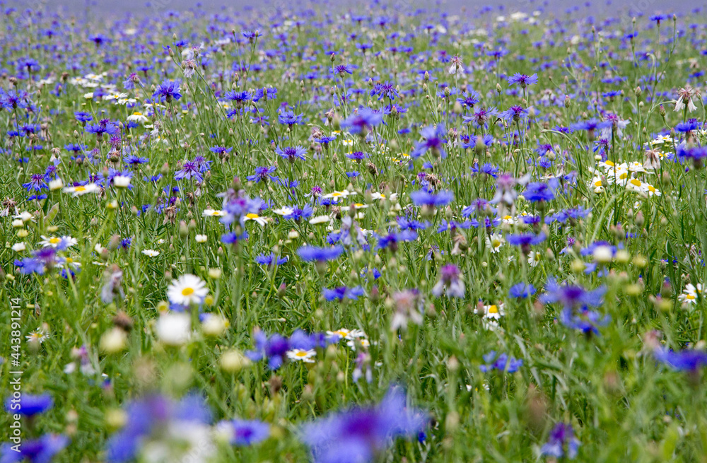 Centaurea and mayweed blooming in a meadow Centaurea and mayweed blooming in a meadow