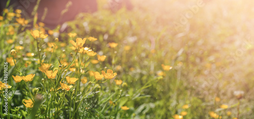 Fototapeta Naklejka Na Ścianę i Meble -  Buttercup flowers in the sunlight