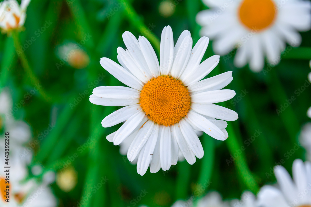 Fototapeta premium Chamomile flower close-up on a background of greenery.
