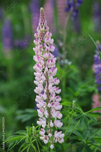 Pink Lupinus Polyphyllus also called Large-Leaved Lupin or Garden Lupin in Czech Nature. Wildflower  Herbaceous Plant  Flowering Plant.