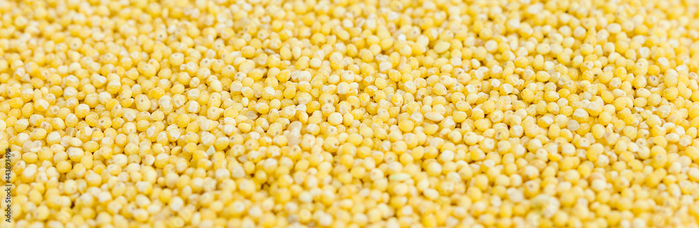 golden millet close-up, cereals for the background, top view golden millet close-up, cereals for the background, top view