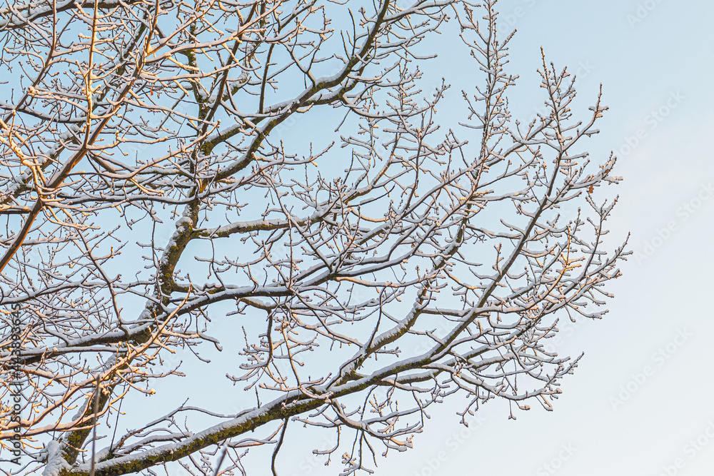 tree branches in the snow against the sky