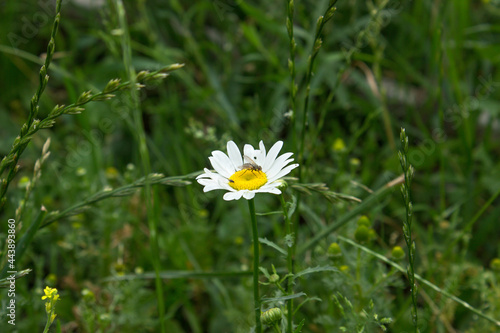 Two flies on a medicinal chamomile flower on a green meadow