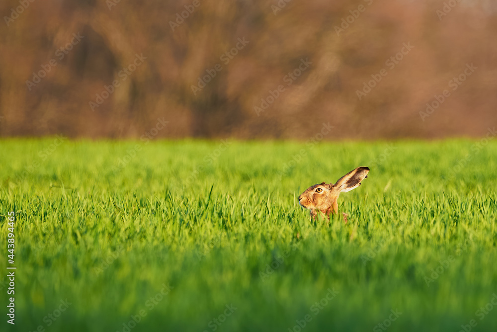 European Hare hiding in the grass (Lepus Europaeus) European Hare hiding in the grass (Lepus Europaeus)