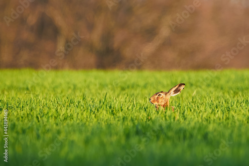 European Hare hiding in the grass (Lepus Europaeus) 