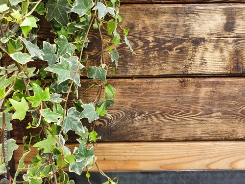 The plant is woven along a wooden wall.  A beautiful decoration from live plants.