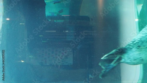 水槽の中を泳ぐゴマフアザラシ photo