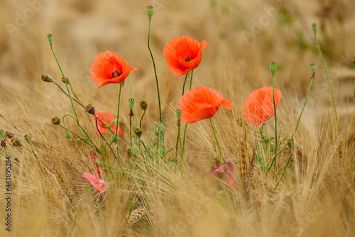 poppy flowers in cereal field