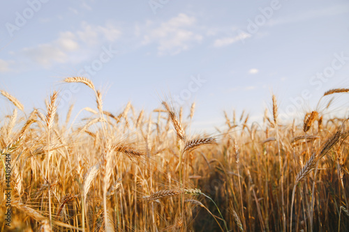 Triticale grain on sunlit golden field with blue sky. Summer or autumn grain crop season. Harvest landscape. Wheat and rye. Gluten. Agriculture and farming