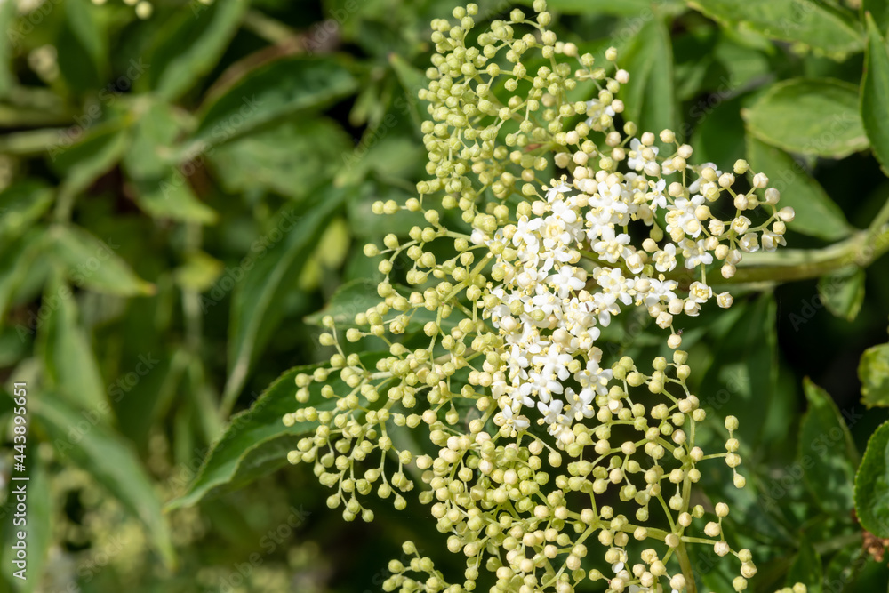 Close up of flowers on a black elder (sambucus nigra) plant Close up of flowers on a black elder (sambucus nigra) plant