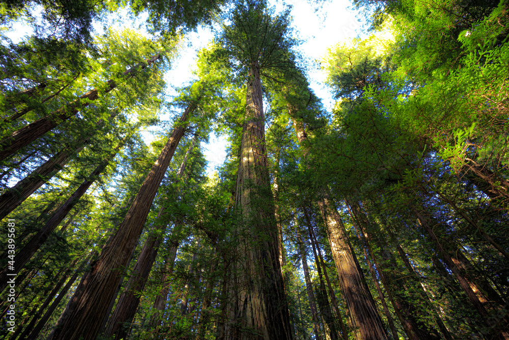 Fototapeta premium Looking up in the Redwood Forest, Humboldt Redwoods State Park, California