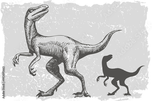Dinosaur velociraptor grafic hand drawn and silhouette illustration