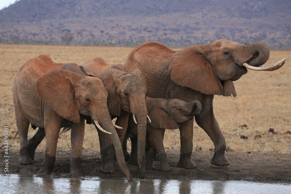 Fototapeta premium elephants in the water