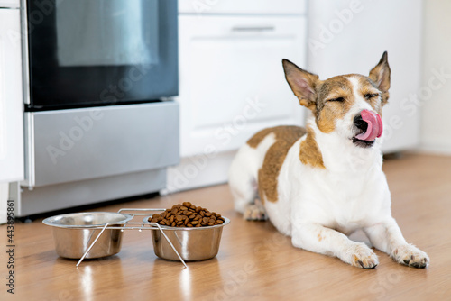 The dog sits near a bowl of food and licks its tongue, near a bowl of dry food at home. © Дарья Шуйскова