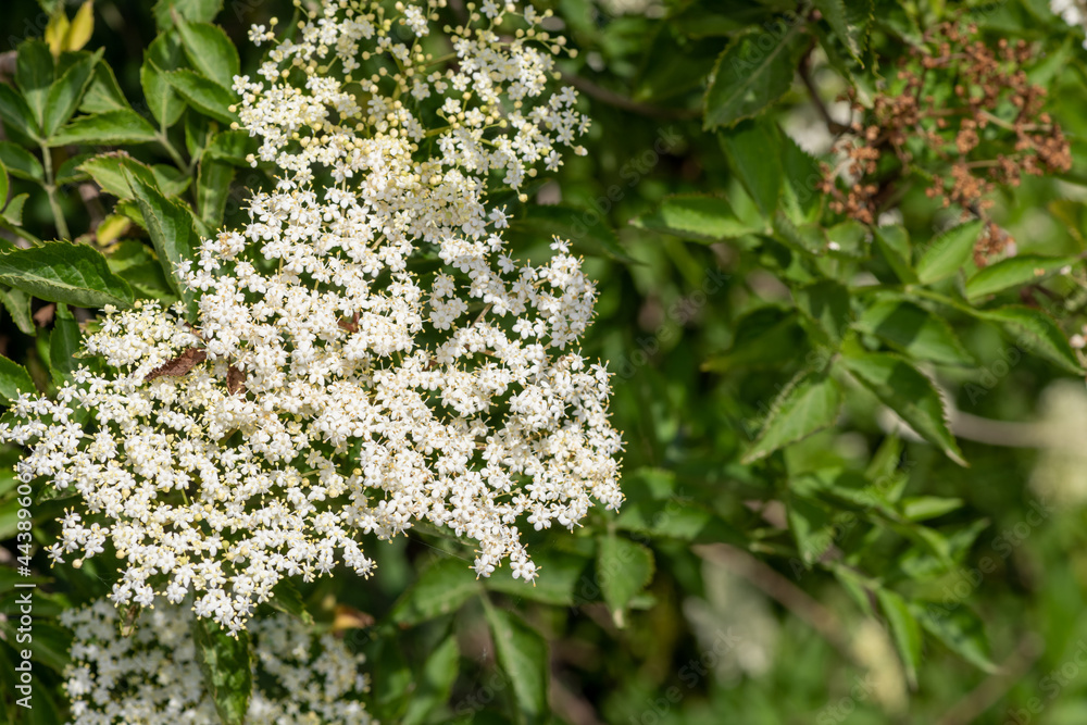 Close up of flowers on a black elder (sambucus nigra) plant Close up of flowers on a black elder (sambucus nigra) plant