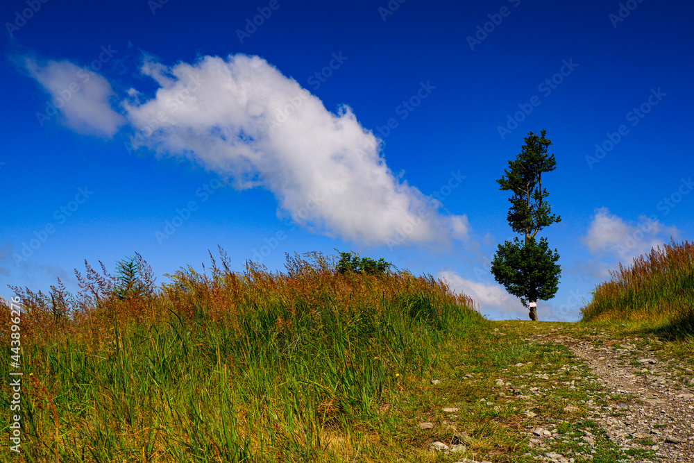 grass and sky grass and sky