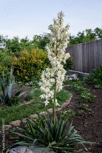 Blooming yucca with delicate white flowers.