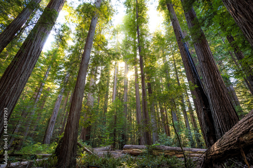 Fototapeta premium Sunset Views in the Redwood Forest, Humboldt Redwoods State Park, California