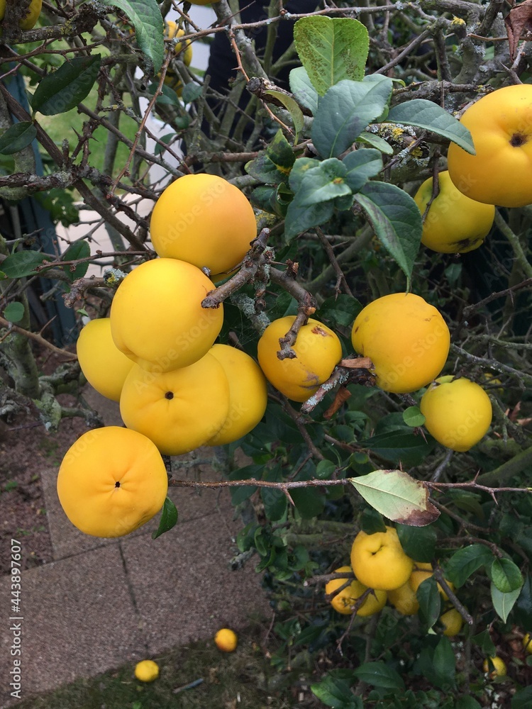Ripe yellow fruits on the tree, fallen fruits on the ground. Backyard garden. Summer harvest