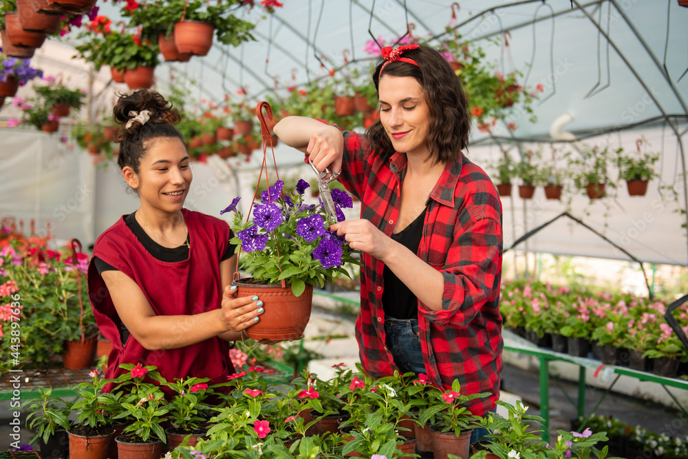 Two attractive young women working in greenhouse