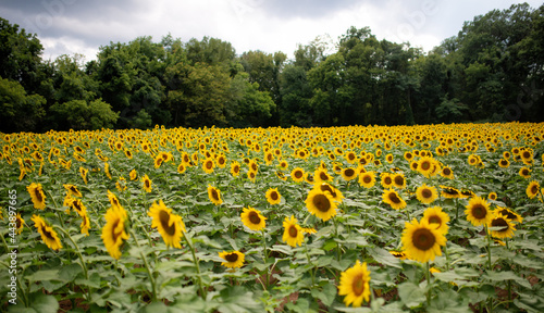 McKee Beshers Sunflower - MD photo