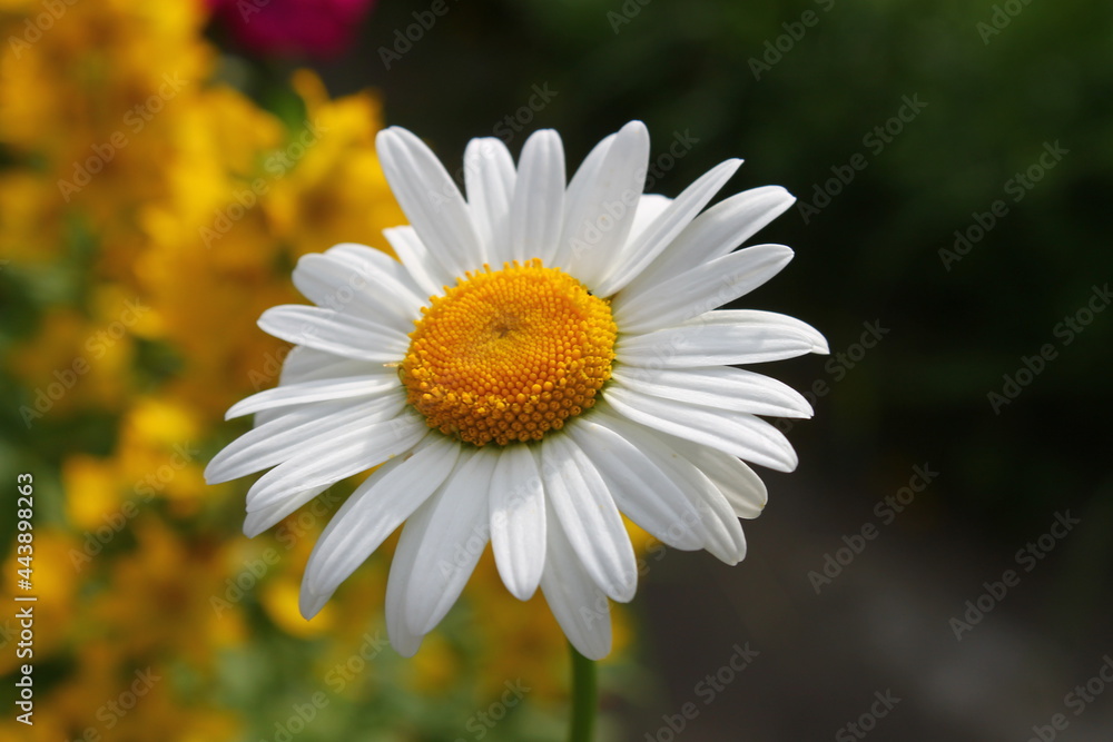 Fototapeta premium Chamomile close-up