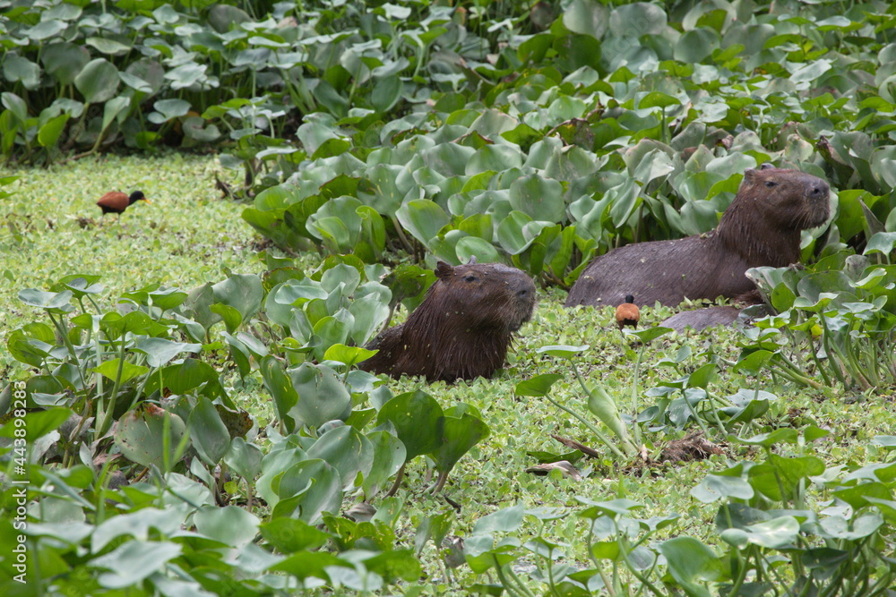 Group of Capybara (Hydrochoerus hydrochaeris) bathing in green water with birds Pantanal, Brazil Group of Capybara (Hydrochoerus hydrochaeris) bathing in green water with birds Pantanal, Brazil