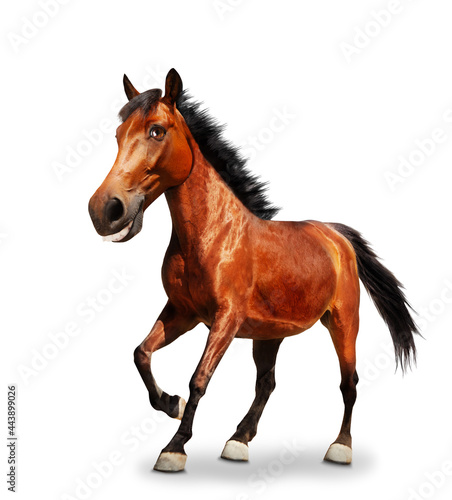 Funny cartoon like image of horse pound a hoof