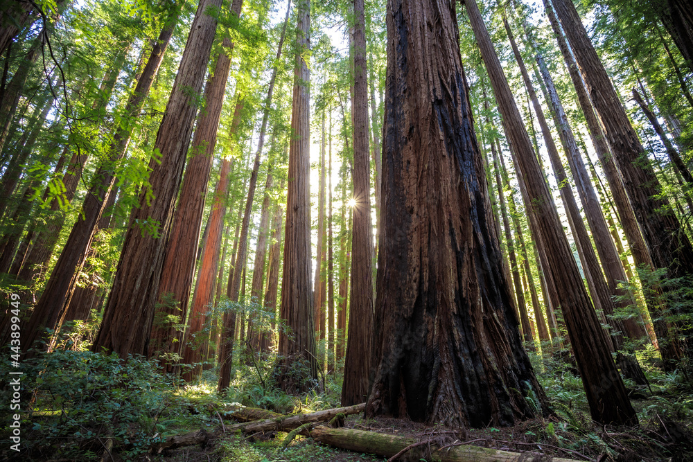 Fototapeta premium Sunset Views in the Redwood Forest, Humboldt Redwoods State Park, California