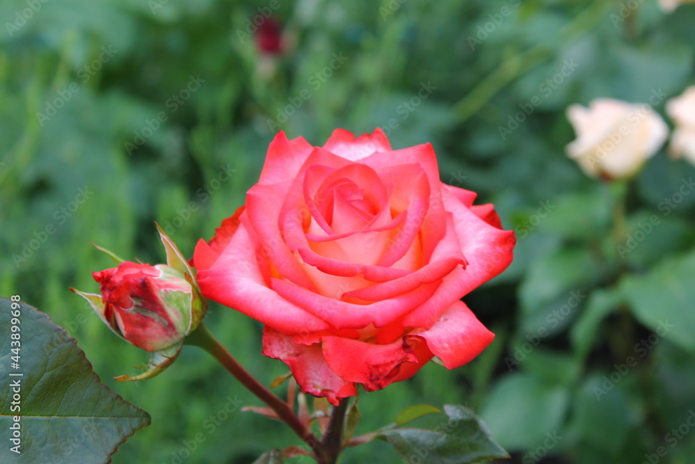 A rose in a flower bed