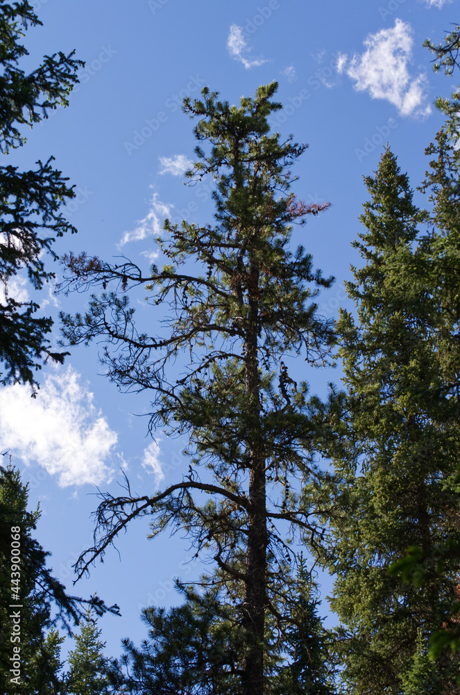 Obraz premium Pine Trees against a Blue Sky