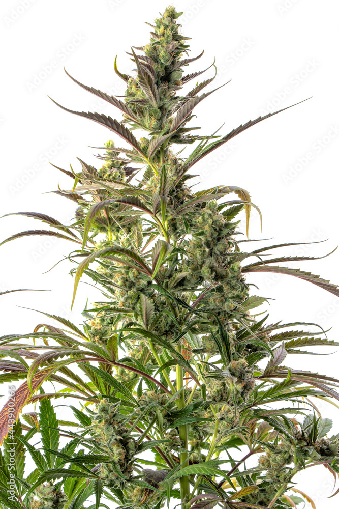Detail of a Diesel Cannabis plant isolated on white Detail of a Diesel Cannabis plant isolated on white