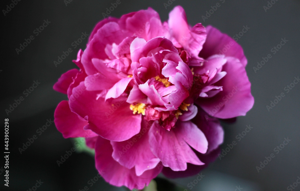 pink peony flower, on a blurred dark background pink peony flower, on a blurred dark background