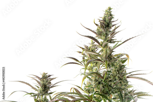 Detail of a Diesel Cannabis plant isolated on white