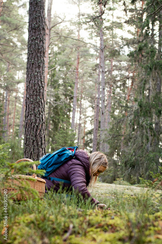 Woman in outdoors clothing sitting in the moss and grass, picking edible mushrooms and place them in her mushroom basket. Photo made in the forest in Sweden. 