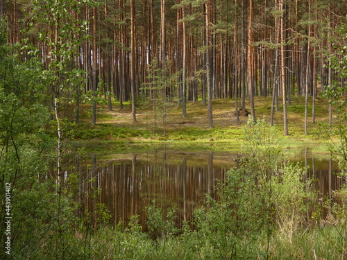 Forest scenery with pine trees by the pond, Ecological land Wësków Bagna, Wdzydze Landscape Park, Pomeranian Province, Poland