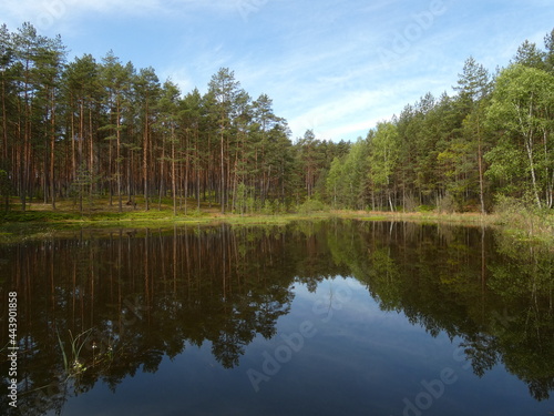 Forest scenery with pine trees by the pond, Ecological land Wësków Bagna, Wdzydze Landscape Park, Pomeranian Province, Poland
