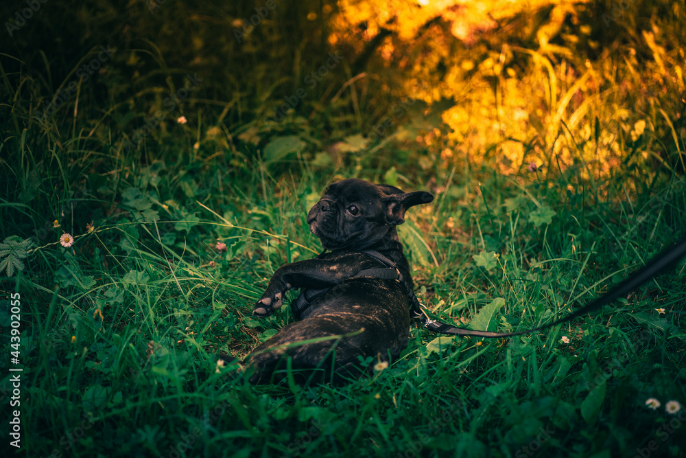 Black French Bulldog lying in the grass