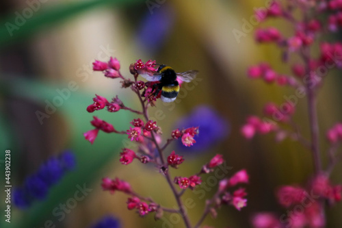 Bumblebee "Apidae" collects pollen from flowers of Heuchera shrub. Grainy blurred background with foliage movement. Soft Summer pastel colors