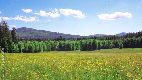 A view to the meadow full of flowers with trees and hill in the background near Volary  Czech republic