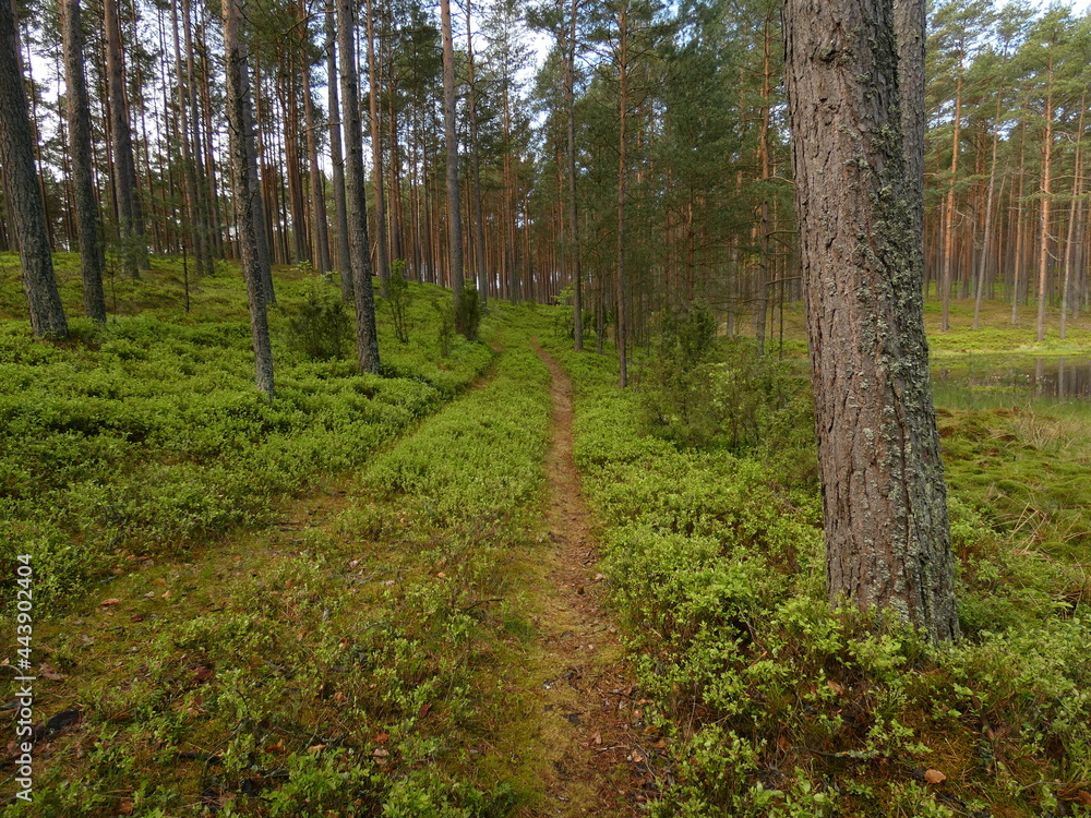 Forest road among bilberry shrubs, Wdzydze Landscape Park, Pomeranian Province, Poland